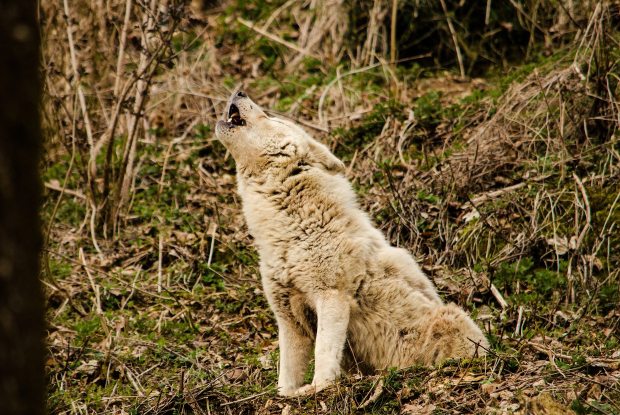 wolf-white-wolf-white-fur-zoo-163189