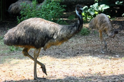 Emu_2014